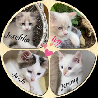 Reinrassige Kitten Neva Masquerade / Sibirische Katze mit Stammbaum