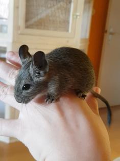 Junger Degu M sucht ein Zuhause