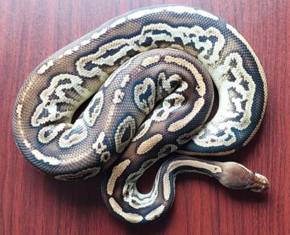 Königspython python regius
