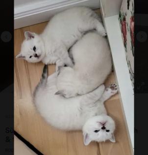 Abgabe bereite BKH blue point kitten