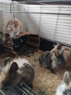 Reinrassige löwenkopfkaninchen Babys