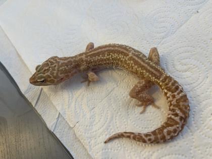 Leopardgecko Gruppe 8 Tiere mit Terrarium