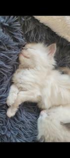 Ragdoll Kitten suchen ein zuhause