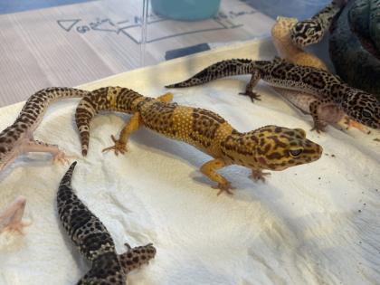 Leopardgecko Gruppe 8 Tiere
