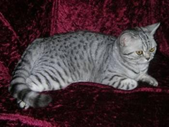 Süße Whiskas-Kätzchen Silbertabbys suchen ein ne