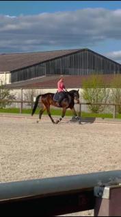 Suche Reitbeteiligung RsP