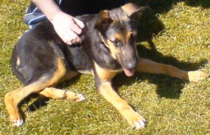 Dexter Schäferhundmix 9 Monate