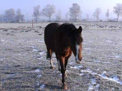 Reitbeteiligung auf lieben Kleinpferd