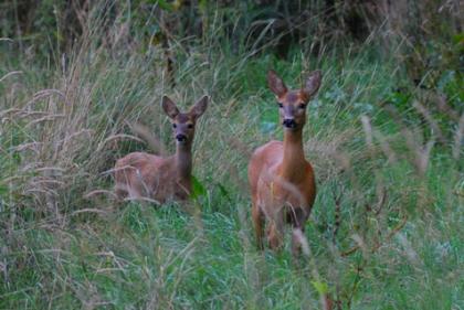 Amberg-Sulzbacher Land Spuren im Wald