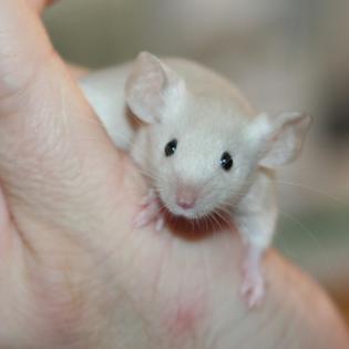 MÄUSE - Handzahme und gesunde Farbmausweibchen aus BIO-Zucht