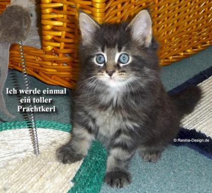 Reinrassige typvolle Maine Coon Babys