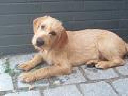 Alli 4 Mon. Magyar Vizsla Rauhaar Mix sucht Zuhause