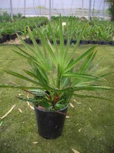 Serenoa repens silver bis -9 C bis -18 C