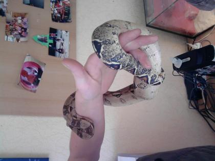 Boa Constrictor Rotschwanzboa knapp 2 jahre zu verk.