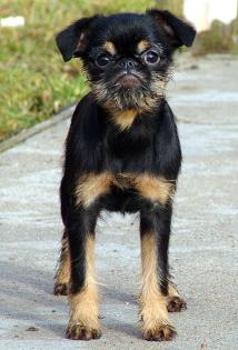 Belgischer Griffon Brüsseler Griffon Griffon Petit Brabancon
