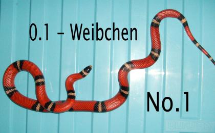 L. tr. Sinaloae - Zuchtgruppe - 1. 2 - Adult TOP