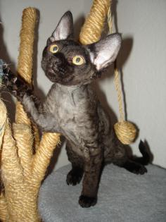 WAs hilft gegen katzenflöhe auf teppich