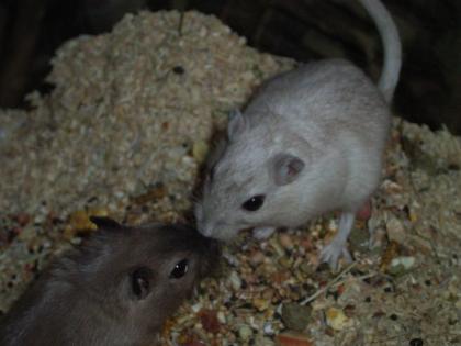 2 Rennmaus-Mänchen in liebevolle Hände abzugeben.