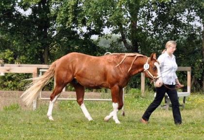 Deckhengst A Smokin Little Gun AQHA APHA