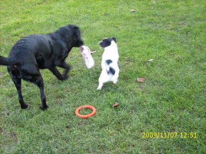 Hunde Tagesbetreuung Hunde Kindergarten
