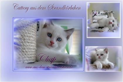 Zauberhaftes kleines Britisch Kurzhaar Katerchen/blaue Augen sucht.