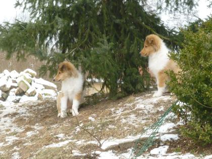 Colliewelpen 12 wo. alt