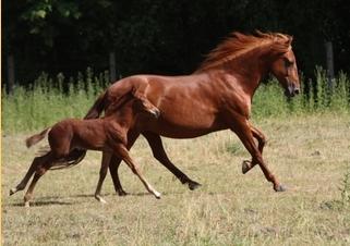 Berber Hengst Fohlen aus dem Gestüt De la Arena