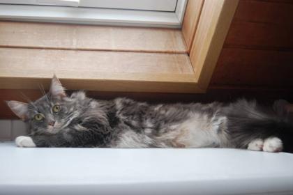 MAINE COON BLUE TABBY
