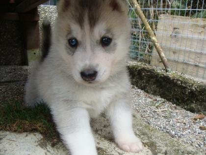 Reinrassiger grau-weisser Siberian-Husky-Welpe Rüde Akio aus FCI-Zucht 12 alt