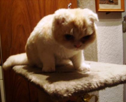 Scottish-Fold Schmuse-Bärchen sucht ein Zuhause