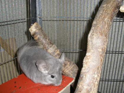 Chinchilla Weibchen AFRO VIOLETT