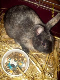 3 Zwergkaninchenbabys und 2 Löwenköpfchen 5 Monate alt nur Männchen gegen ger
