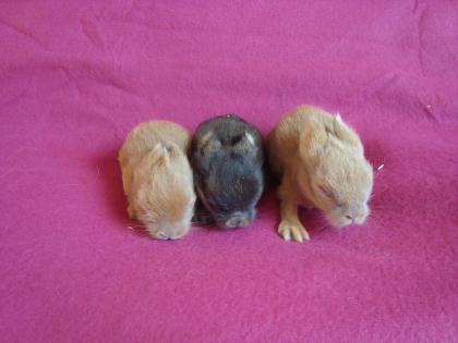 Liebe verschmuste und handzahme Löwenkopfkaninchen Babys