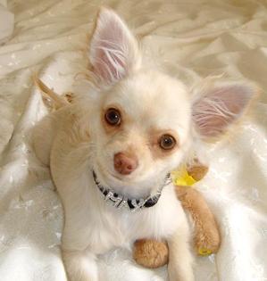 Chihuahua welpen