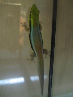 Phelsuma klemmeri 2. 8. 20 DNZ 2022/2009 und2010