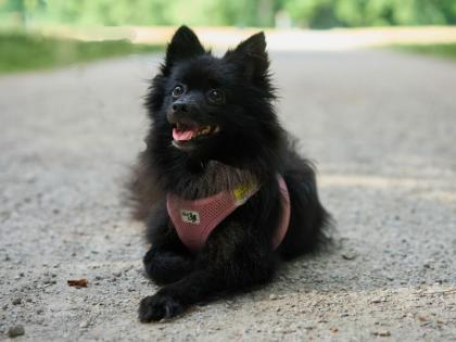BELLADONNA - Kleinspitz - 4 Jahre 8 Monate - Tierhilfe Franken e. V.