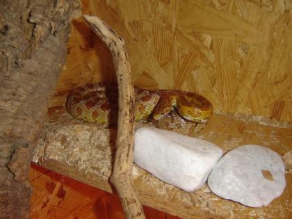 Verkaufe meine Kornnatter inklusive Terrarium Ungiftig