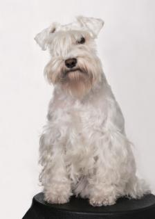 Wir erwarten Weiße Zwergschnauzer