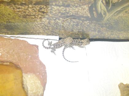 Süße kleine baby bartagamen