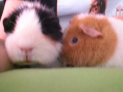 2 Süße Meerschweinchenböckchen in liebevolle Hände abzugeben