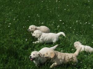 Golden Retriever-Welpen hervorragend sozialisiert