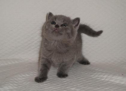 2 BKH Kitten suchen neues Kuschelparadies