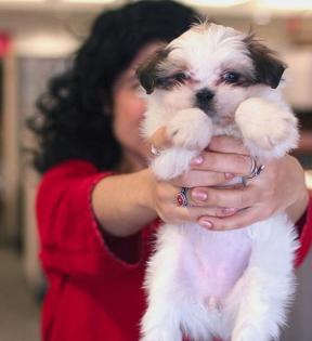 Super süße shih tzu welpen Männchen und Weibchen