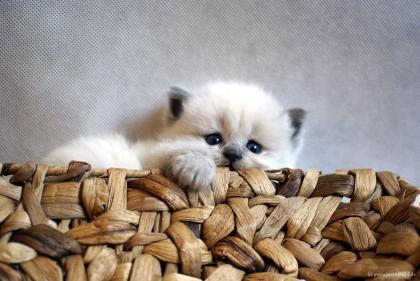 Wir haben Kitten Unsere BKH/BLH suchen ein neues Zuhause.