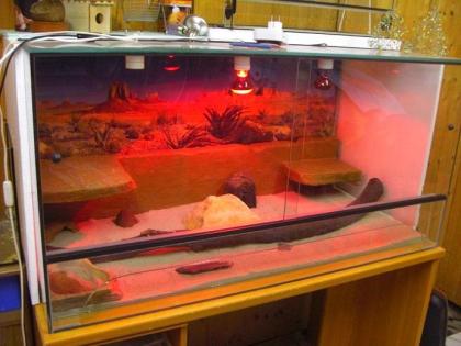 TERRARIEN VIEL ZUBEHÖR GÜNSTIG ZU VERKAUFEN