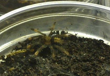 Psalmopoeus cambridgei 2-3 FH // Pterinochilus murinus rcf 1 FH // H. lividum Adu