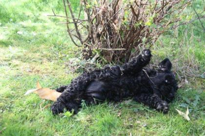 Kerry Blue Terrier Welpen