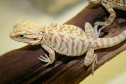 Farbbartagamenbabies demnächst abzugeben