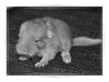 Chinchilla Blue Diamond Velvet Böckchen