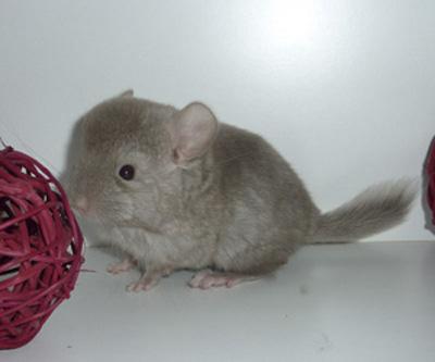 Chinchilla Babys suchen.